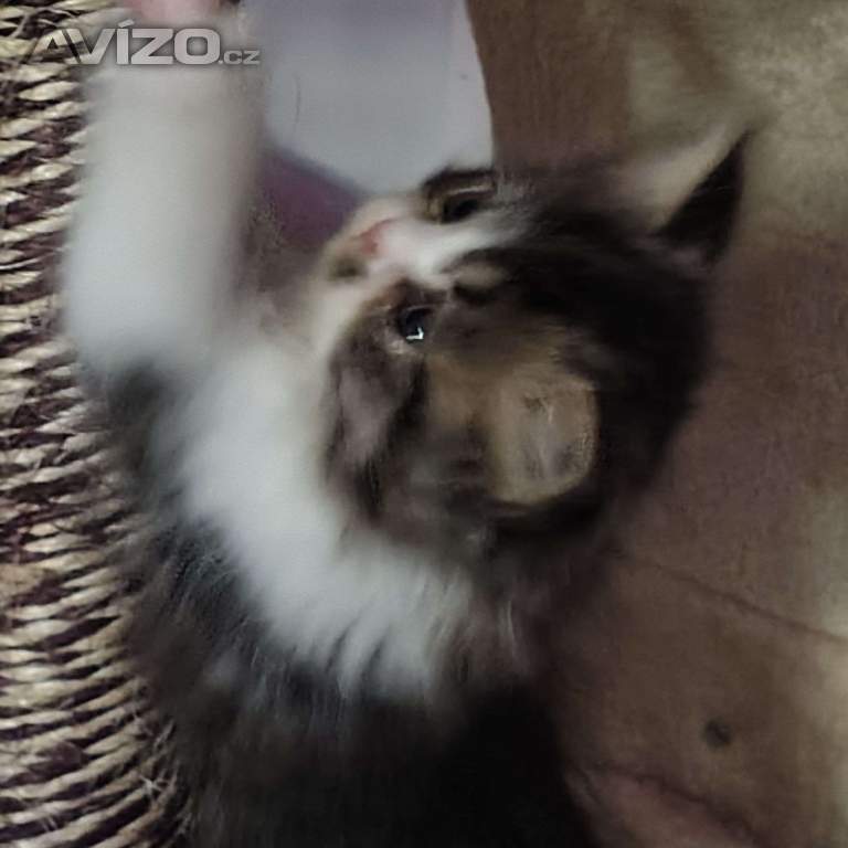 Foto inzerátu Perská koťátka 