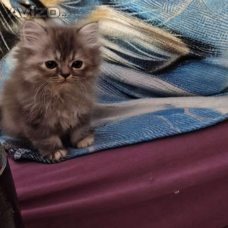 Foto inzerátu Perská koťátka 
