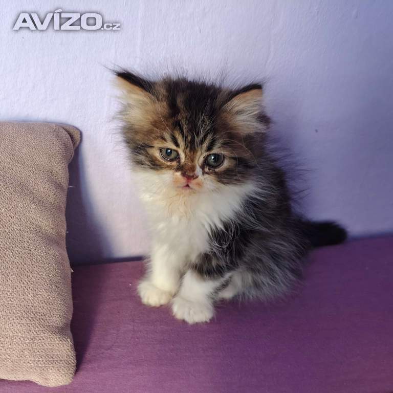 Foto inzerátu Perská koťátka 