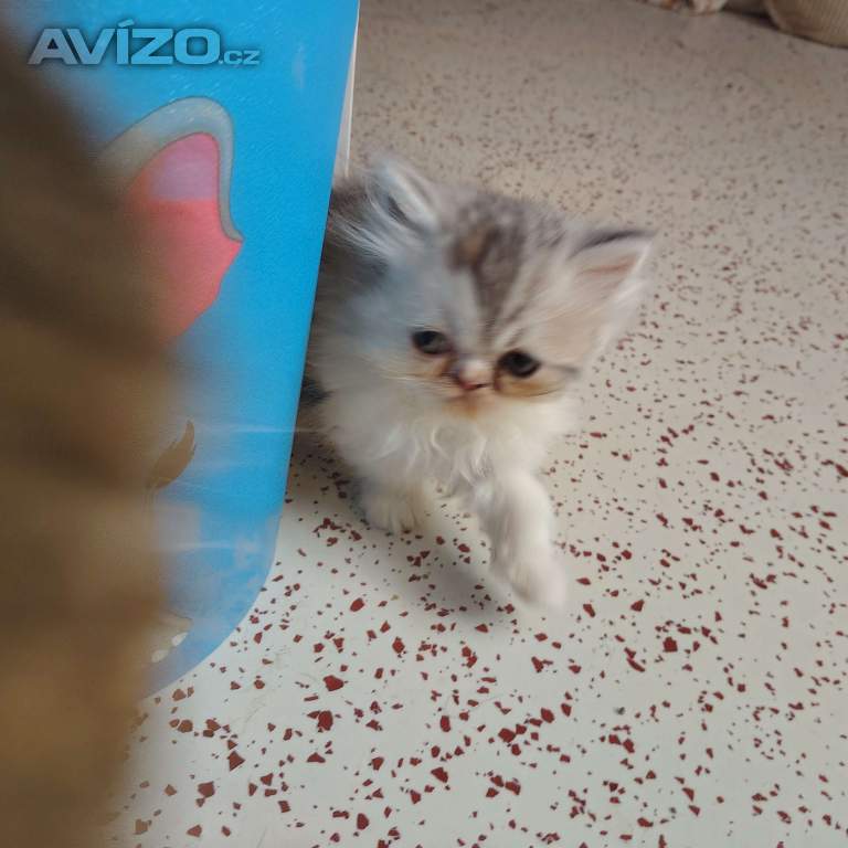 Foto inzerátu Perská koťátka 