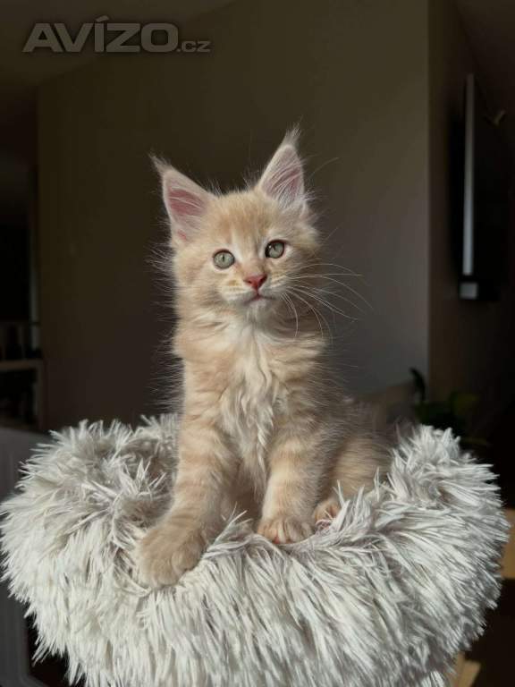 Koťata plemene Maine Coon k odběru