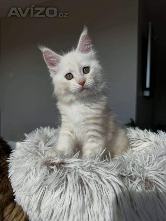 Foto inzerátu Koťata plemene Maine Coon k odběru