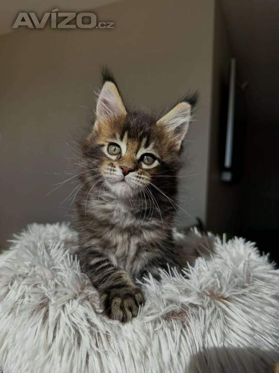 Foto inzerátu Koťata plemene Maine Coon k odběru
