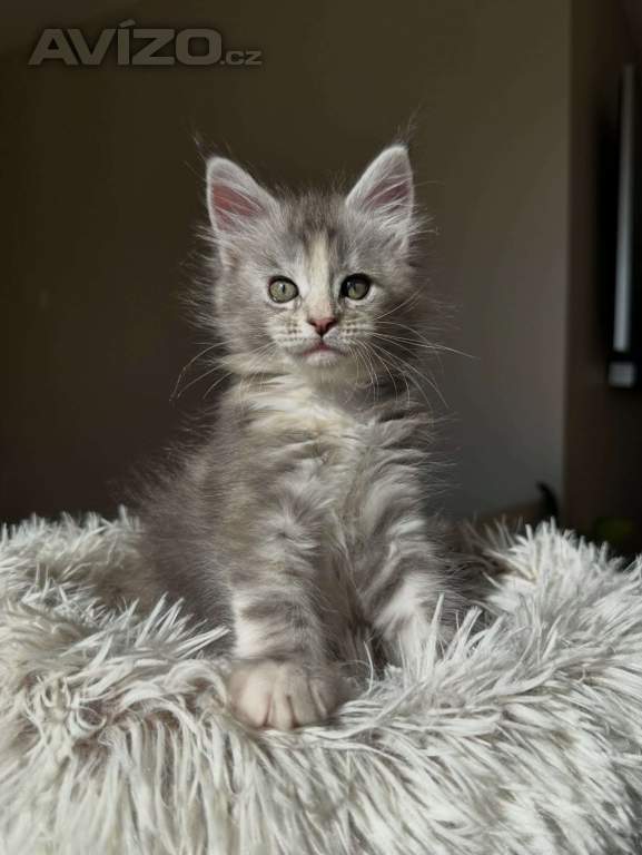 Foto inzerátu Koťata plemene Maine Coon k odběru