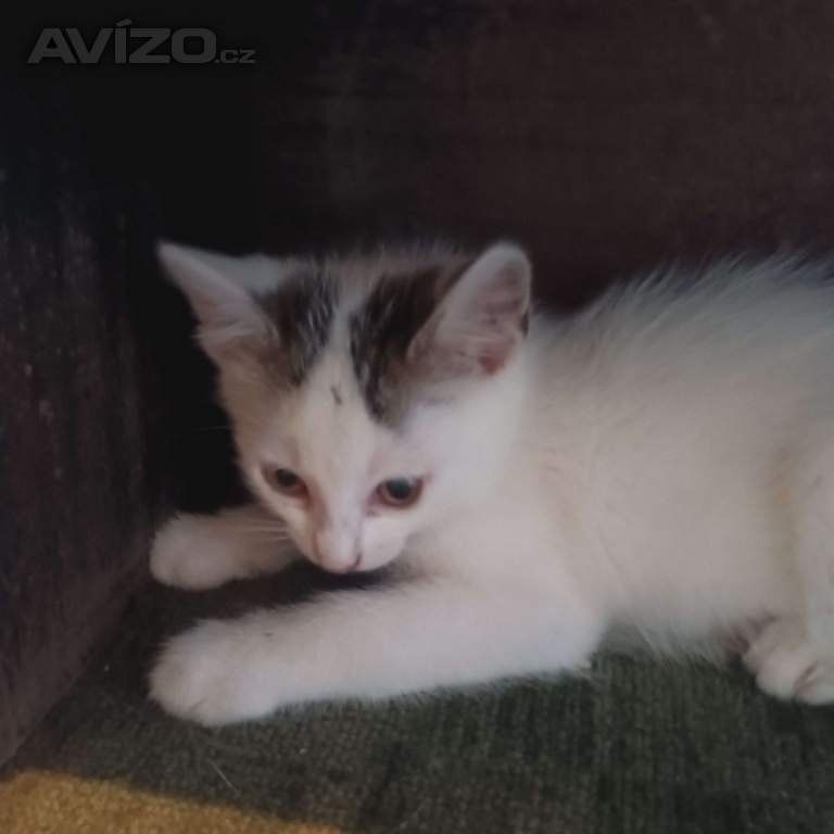 Foto inzerátu Koťata 
