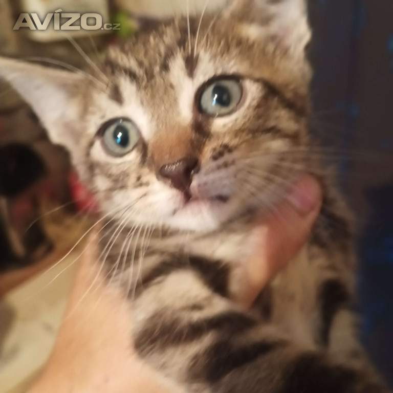 Foto inzerátu Koťata 