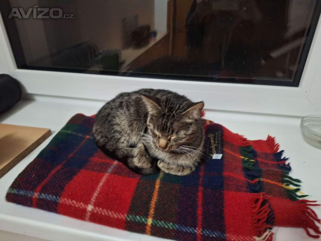 Foto inzerátu Koťata (skoro) zdarma