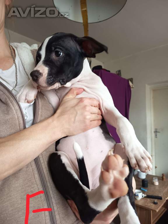 Prodám štěňátka Pitbull bez pp 