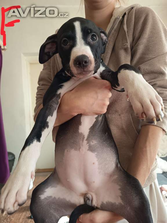 Foto inzerátu Prodám štěňátka Pitbull bez pp 