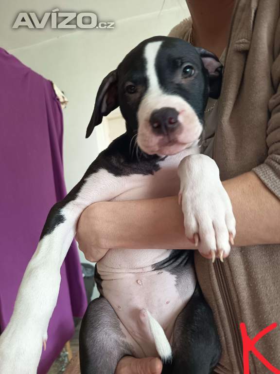 Foto inzerátu Prodám štěňátka Pitbull bez pp 