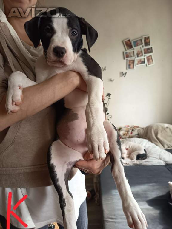 Foto inzerátu Prodám štěňátka Pitbull bez pp 