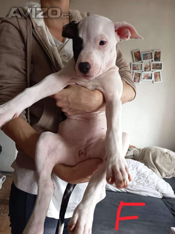 Foto inzerátu Prodám štěňátka Pitbull bez pp 