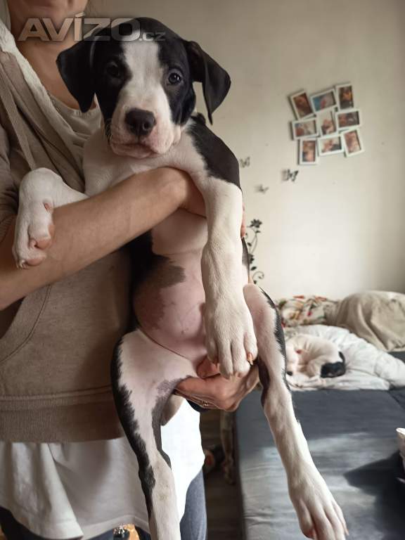 Foto inzerátu Prodám štěňátka Pitbull bez pp 