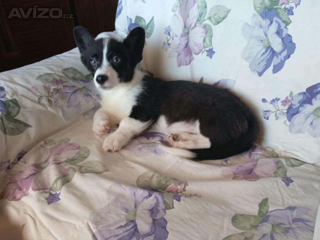 Welsh Corgi fenečka