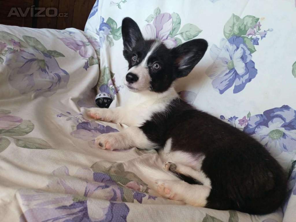 Foto inzerátu Welsh Corgi fenečka