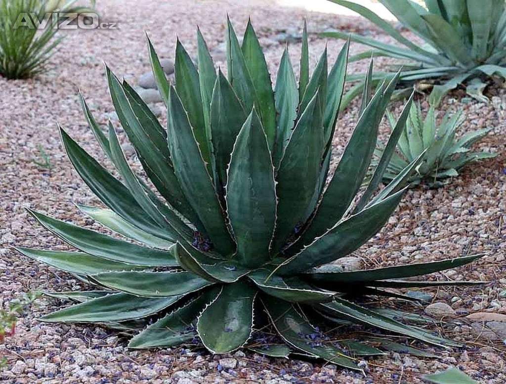Sazenice Agave garciae-mendozae