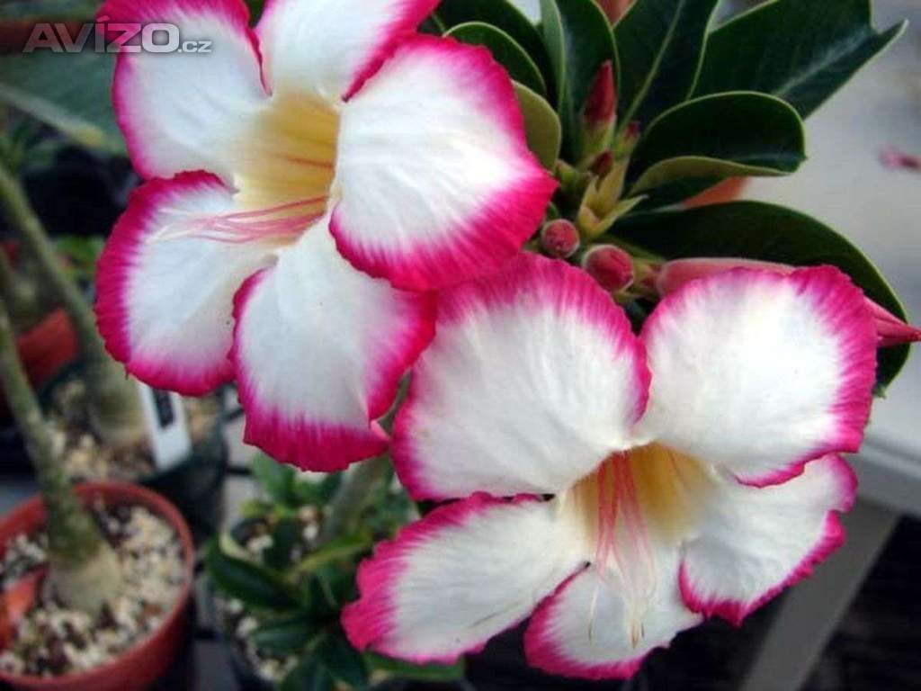 Adenium obesum noble concubine - semena