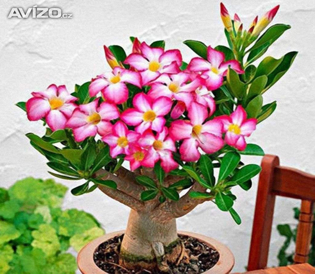 Adenium obesum pink - semena