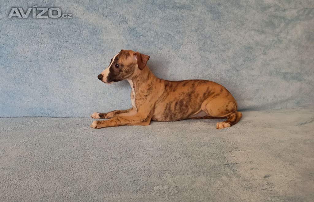 Whippet /Vipet/ - pejsci bez pp