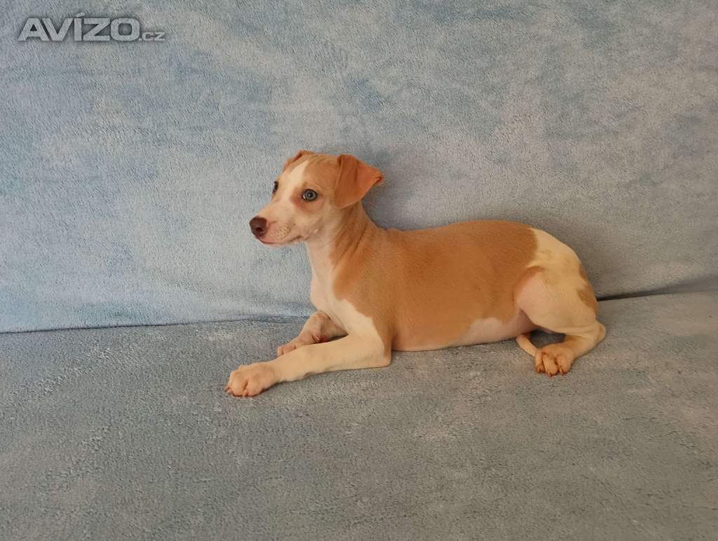 Foto inzerátu Whippet /Vipet/ - pejsci bez pp