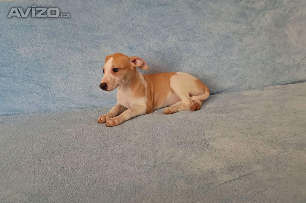 Foto inzerátu Whippet /Vipet/ - pejsci bez pp