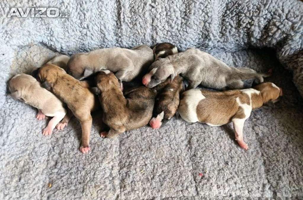 Foto inzerátu Whippet /Vipet/ - pejsci bez pp