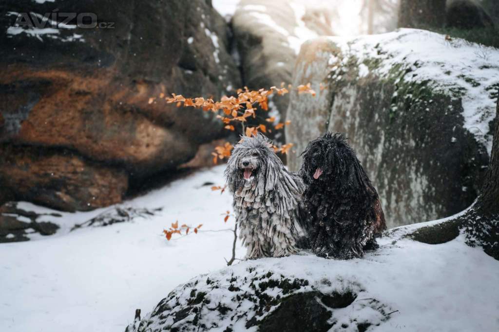 Foto inzerátu Štěňata PULI