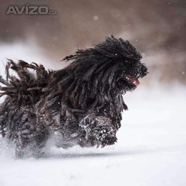 Foto inzerátu Štěňata PULI