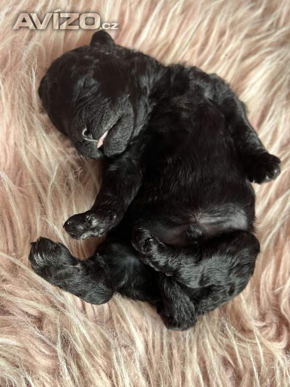 Foto inzerátu Štěňata PULI