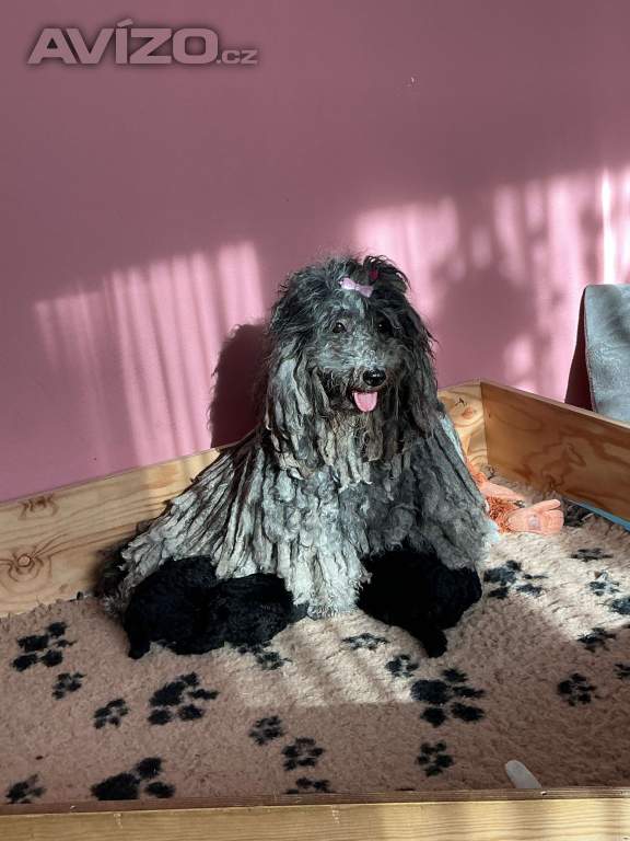 Foto inzerátu Štěňata PULI
