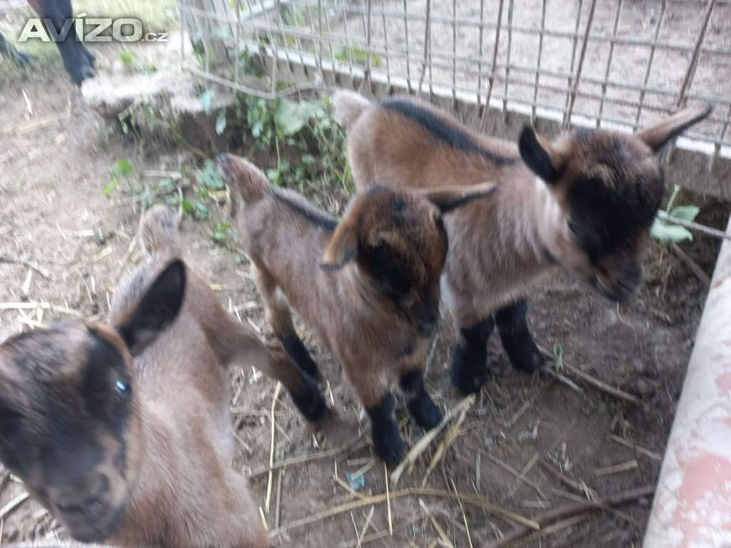 Prodám kůzlata bílé, hnědá horská a černobílá 