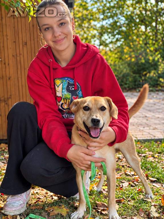 RIKY - do 20 kg, kastrovaný psík 2 roky 