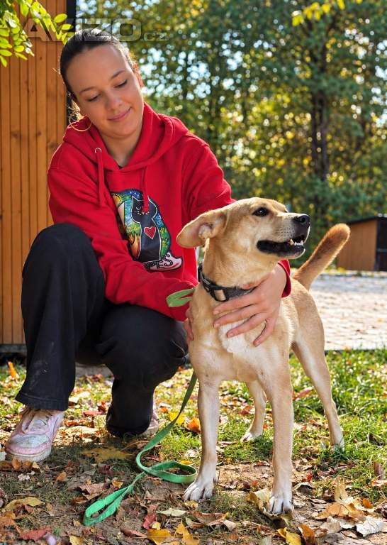 Foto inzerátu RIKY - do 20 kg, kastrovaný psík 2 roky 