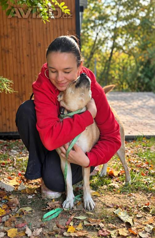 Foto inzerátu RIKY - do 20 kg, kastrovaný psík 2 roky 