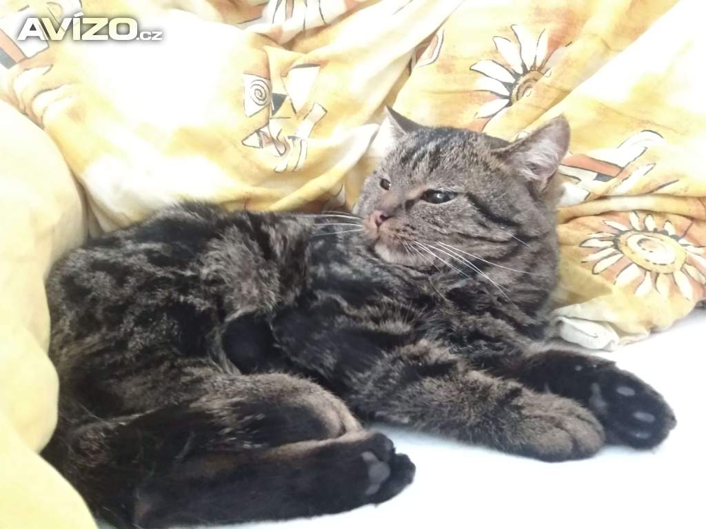 Foto inzerátu Britské kotě