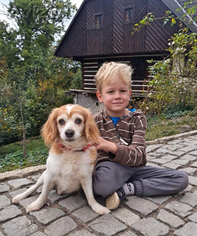 Foto inzerátu CINDY - 7 kg, kastrovaná fenečka 13 let 