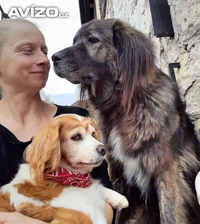 Foto inzerátu CINDY - 7 kg, kastrovaná fenečka 13 let 