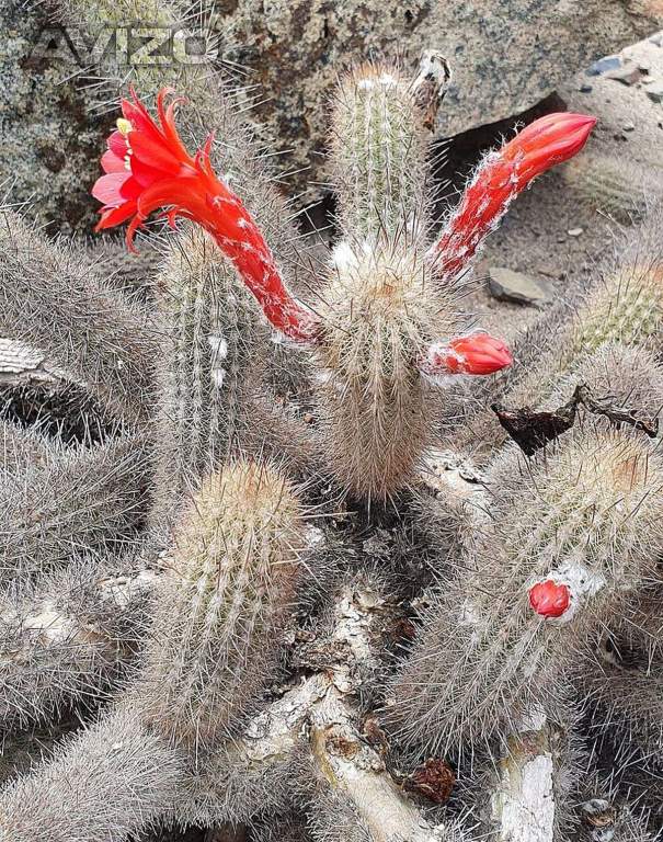 Kaktus Cleistocactus acanthurus subs. pullatus - semena