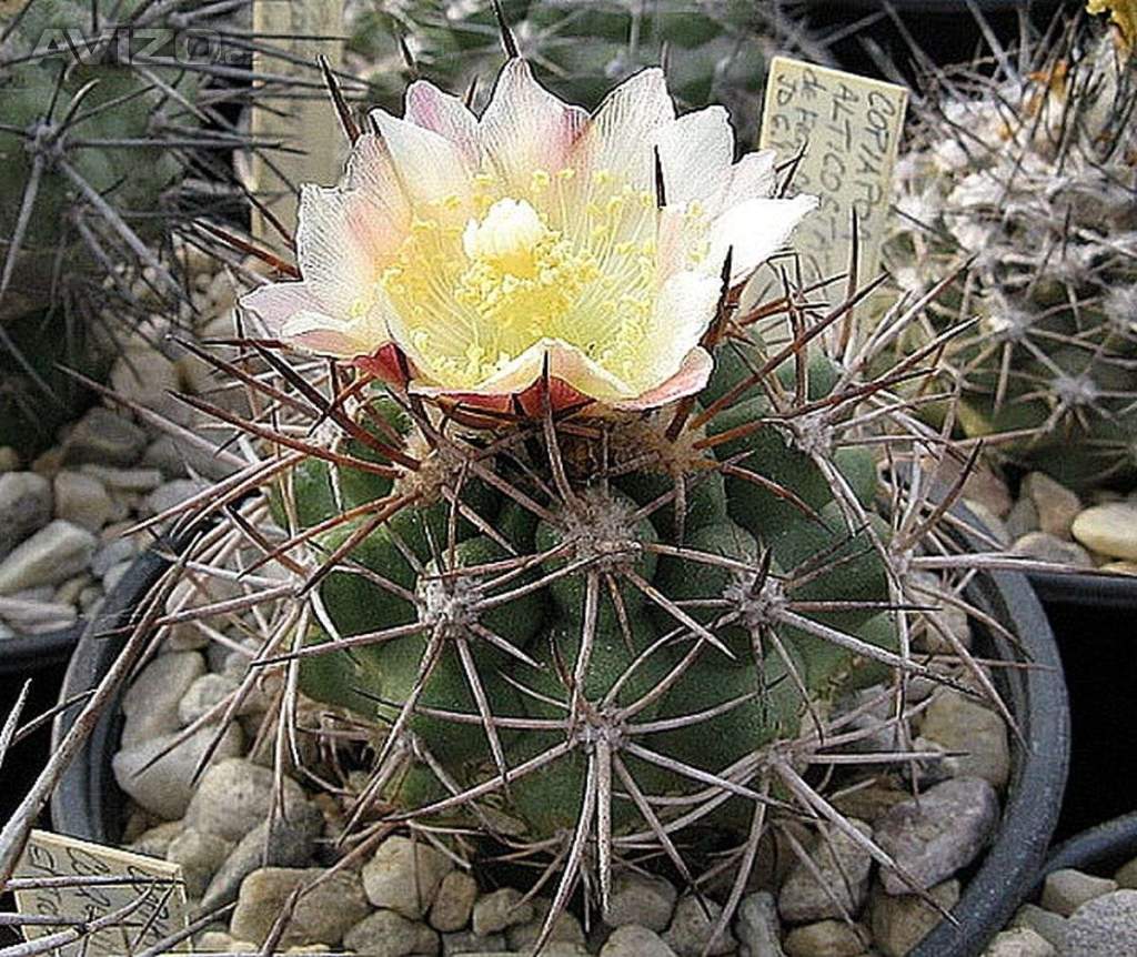 Kaktus Copiapoa alticostata - semena
