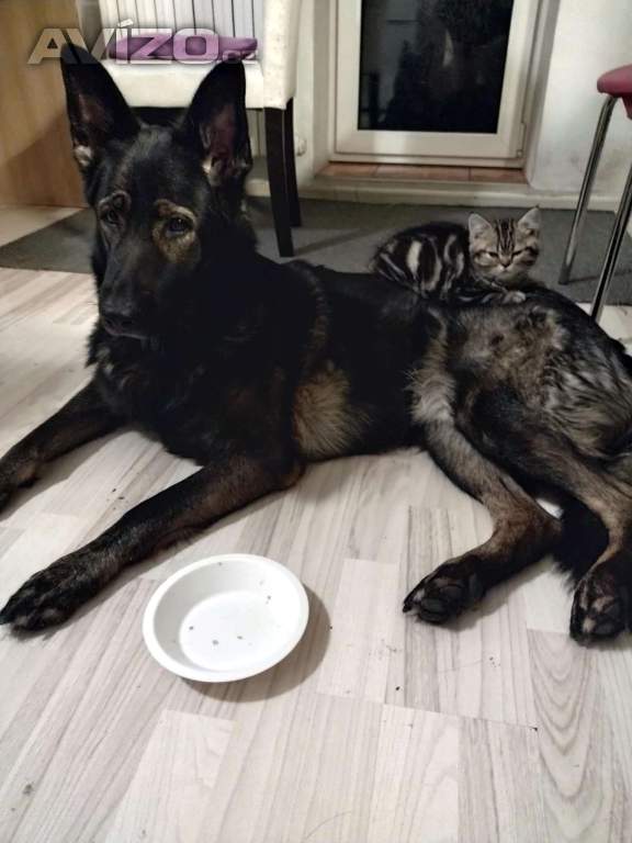 Foto inzerátu Britská kočka
