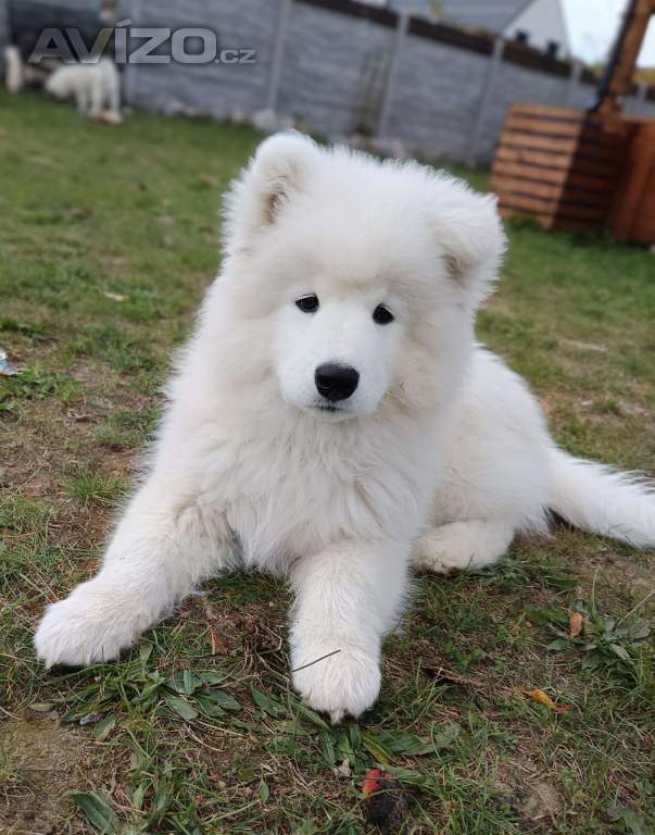 Samojed štěňátka s PP