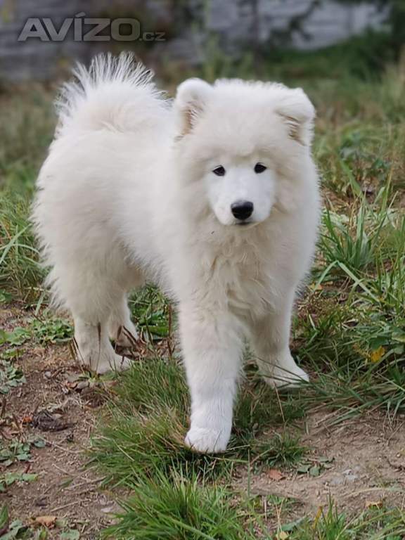 Foto inzerátu Samojed štěňátka s PP