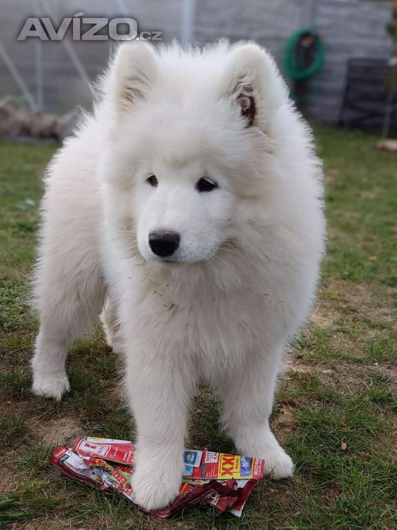 Foto inzerátu Samojed štěňátka s PP