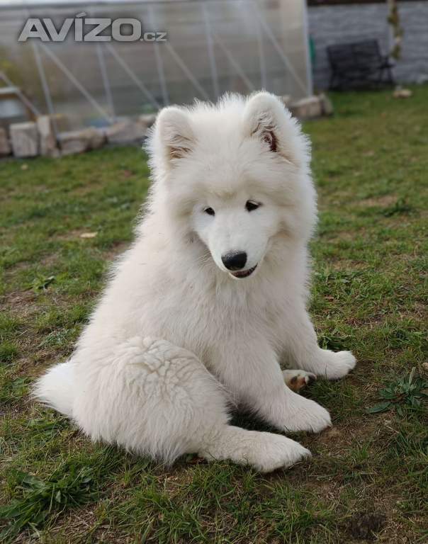 Foto inzerátu Samojed štěňátka s PP