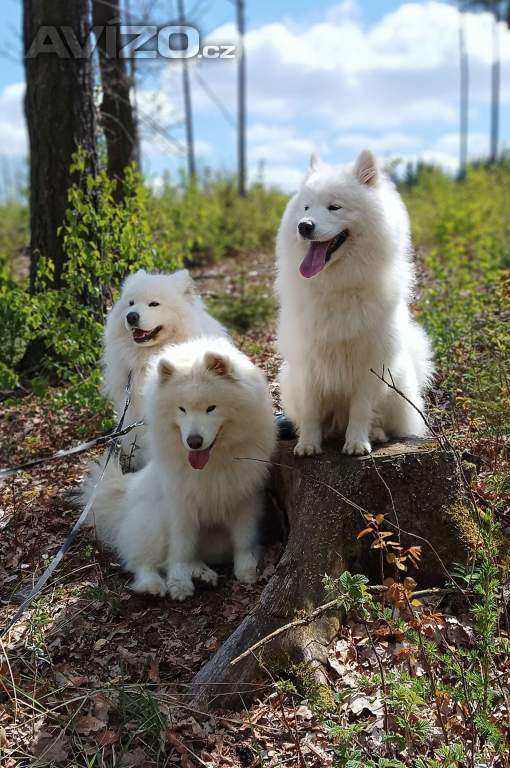 Foto inzerátu Samojed štěňátka s PP