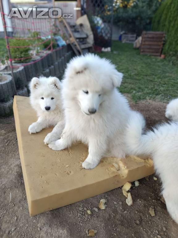 Foto inzerátu Samojed štěňátka s PP
