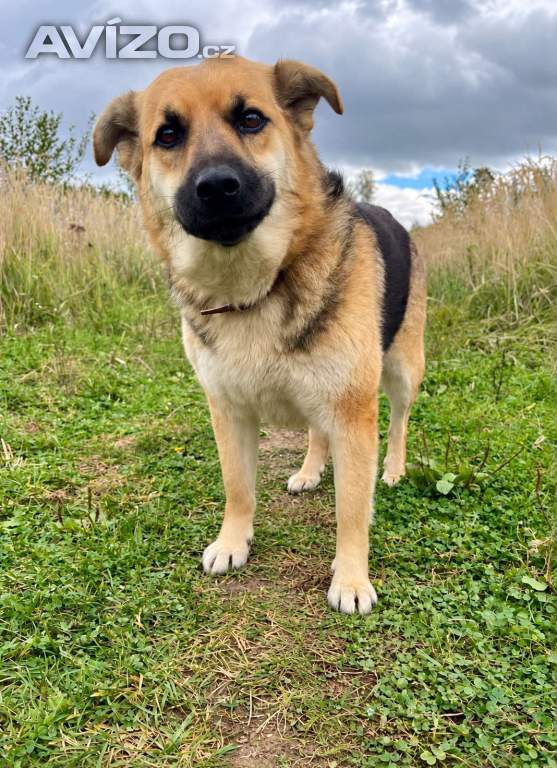 Foto inzerátu LILLY - cca 20 kg, fenečka roky