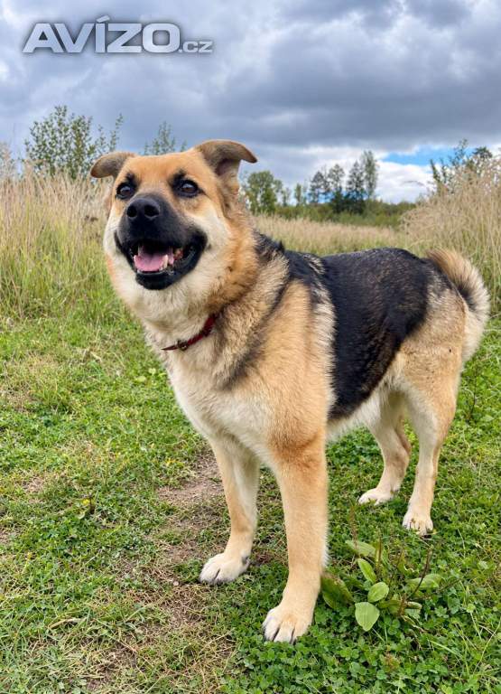 Foto inzerátu LILLY - cca 20 kg, fenečka roky