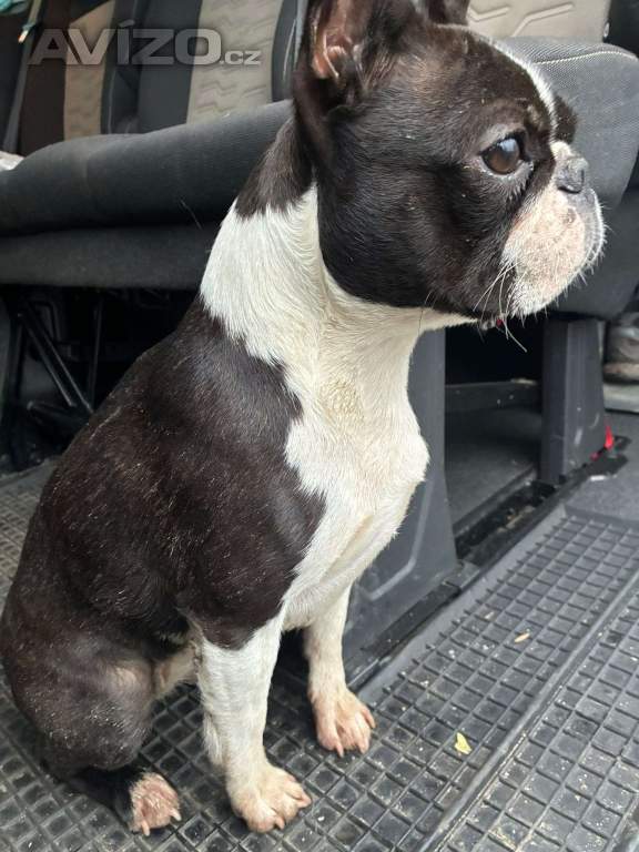 Boston,Bostonský teriér,Boston Terrier