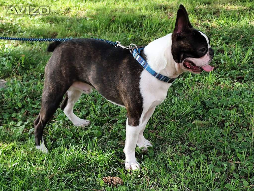 Foto inzerátu Boston,Bostonský teriér,Boston Terrier